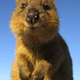 Illustration for article titled I want a Quokka